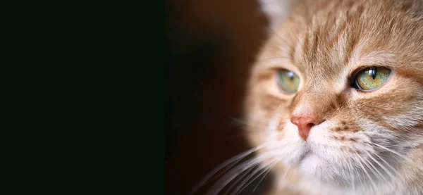 姜猫眼 — 图库照片