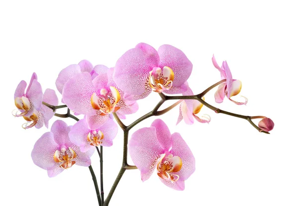 白に紫色の蘭 — ストック写真
