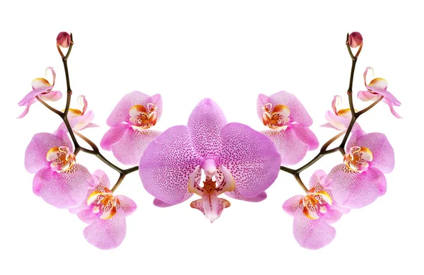 Violette Orchideenvignette — Stockfoto