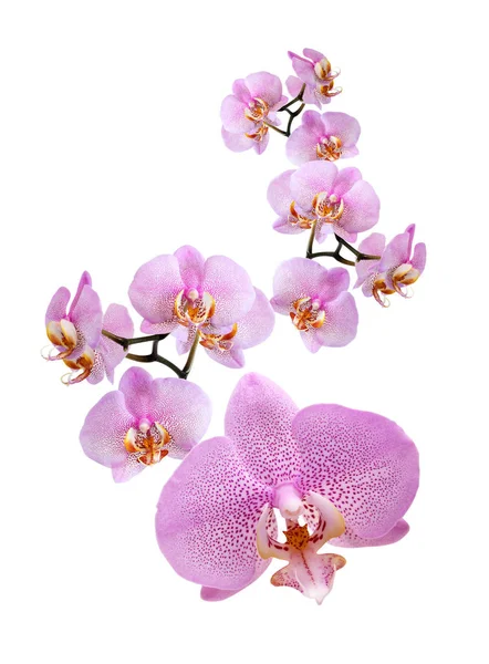 Lila orkidé på vit — Stockfoto