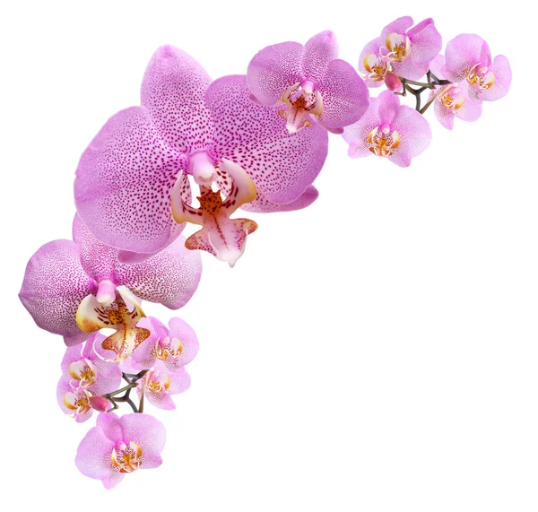 Paarse orchidee Vignette — Stockfoto