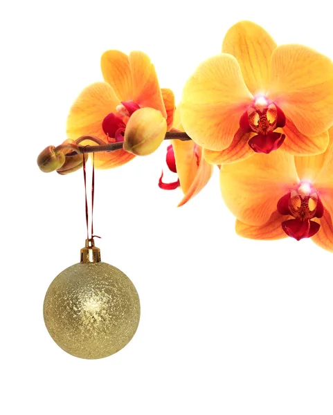 Dekoracja świąteczna z orchideą — Zdjęcie stockowe
