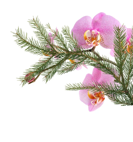 Decorazione di Natale con il Orchid — Foto Stock