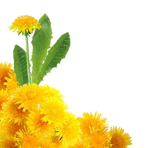 Yellow Dandelion Vignette — Stock Photo, Image
