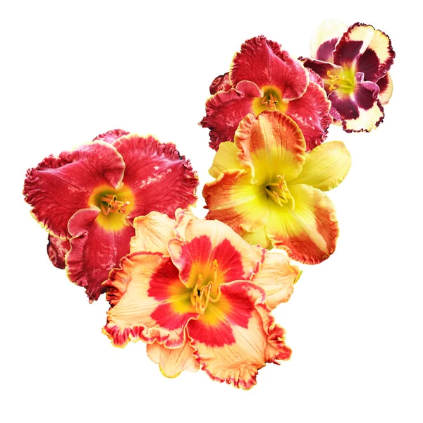 Verscheidenheid van bloemen — Stockfoto