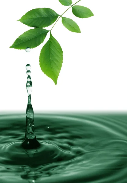 Zelené listy nad vodou — Stock fotografie