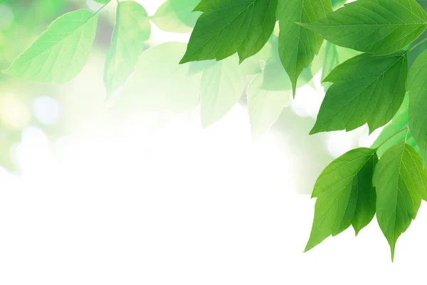 Grönt blad gränsen — Stockfoto