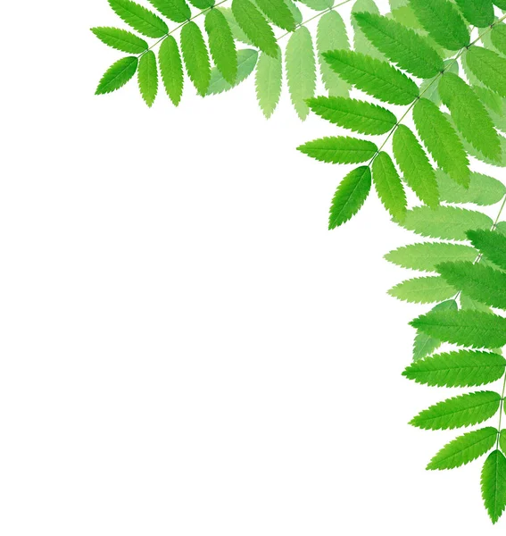 Zielone liście granicy — Zdjęcie stockowe