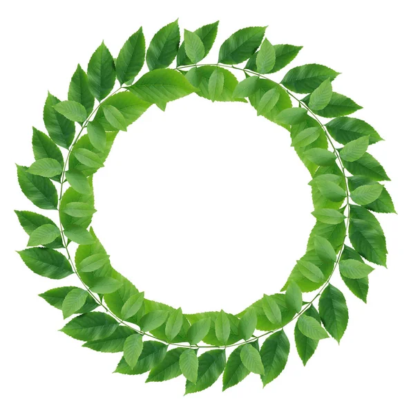 Зелене листя вінок — стокове фото