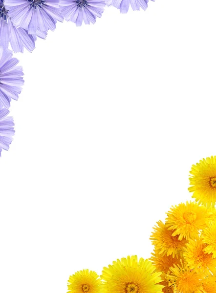 Nice Background Made Lot Blue Yellow Flowers — Stock Photo, Image