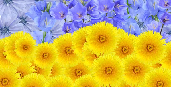Ουκρανικό Σύμβολο Σημαίας Κατασκευασμένο Από Μπλε Και Κίτρινα Λουλούδια — Φωτογραφία Αρχείου