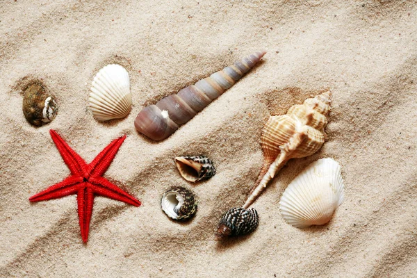 Σύνολο Διαφόρων Κοχύλια Της Θάλασσας Closeup Φόντο Άμμο — Φωτογραφία Αρχείου