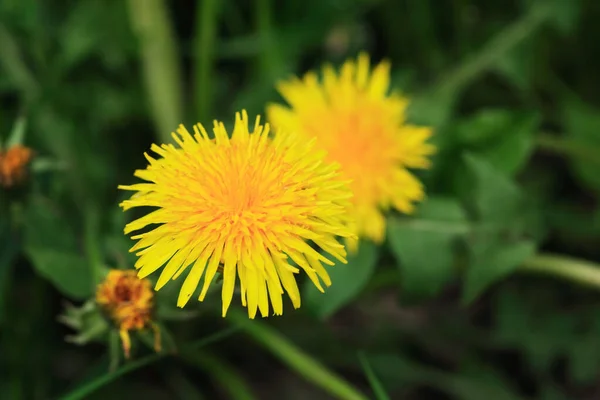 Nice Yellow Dandelion Flower Green Grass Background — Stock Photo, Image