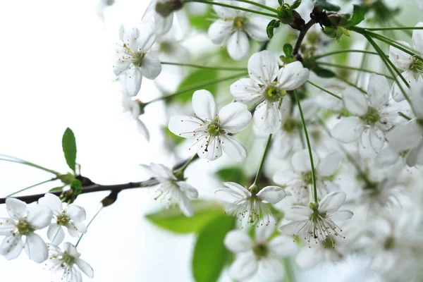Nice White Cherry Flowers Blossom Springtime — Stock Photo, Image