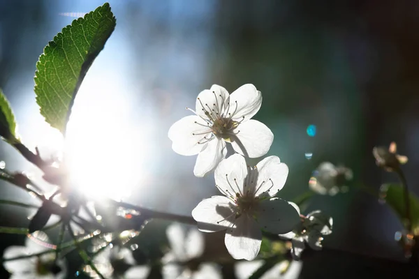 Bonitas Flores Cerezo Blanco Florecen Primavera —  Fotos de Stock