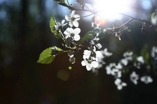 Nice White Cherry Flowers Blossom Springtime — Stock Photo, Image