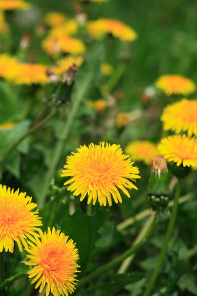 Mooie Gele Paardebloem Bloemen Tegen Groene Gras Achtergrond — Stockfoto