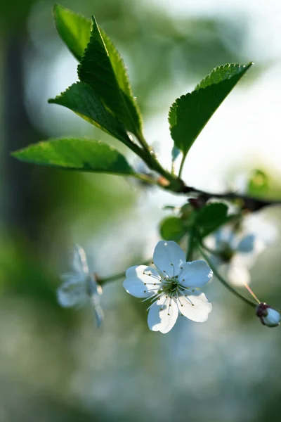 Nice White Cherry Flowers Blossom Springtime — Stock Photo, Image