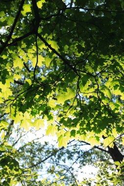 Taze bahar yapraklarına karşı güneş ışığı