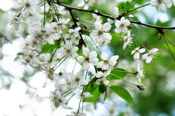 Jolies Fleurs Cerisier Blanc Fleurissent Printemps — Photo