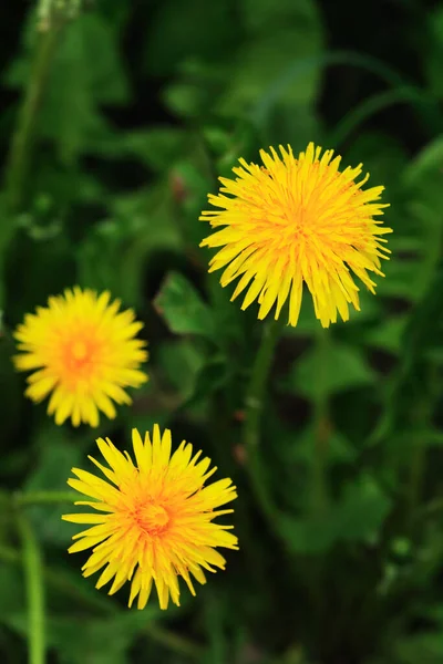 Pěkná Žlutá Pampeliška Květiny Zeleném Pozadí Trávy — Stock fotografie