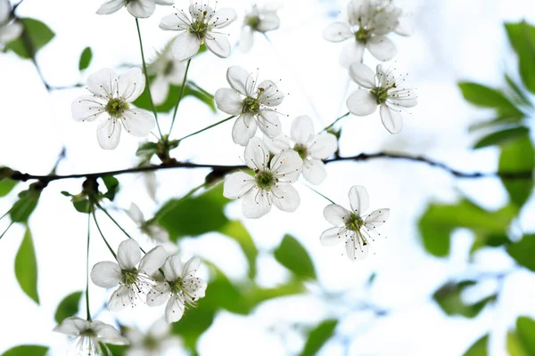 Jolies Fleurs Cerisier Blanc Fleurissent Printemps — Photo