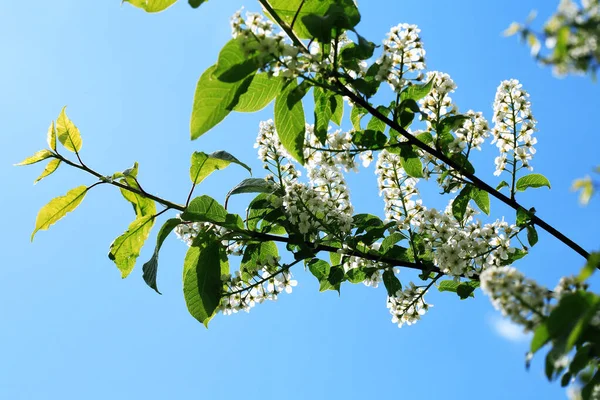 春にはいい白い鳥の桜が咲く — ストック写真
