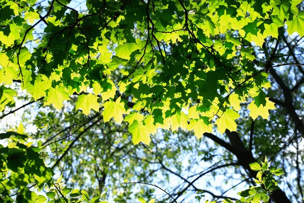 Der Sonnenstrahl Gegen Frische Frühlingshafte Grüne Blätter — Stockfoto