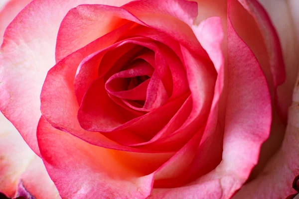Piękny czerwony Róża zbliżenie zdjęcie — Zdjęcie stockowe