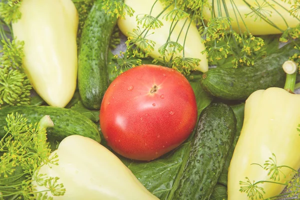 Cucumber, tomato and paprika with inflorescence dill. food — Stock Photo, Image