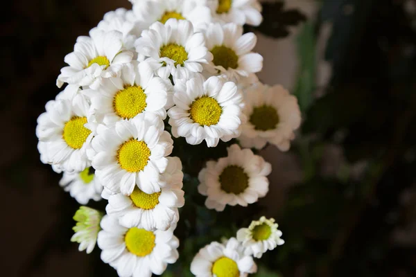 Flower chrysanthemum closeup — Stock Photo, Image