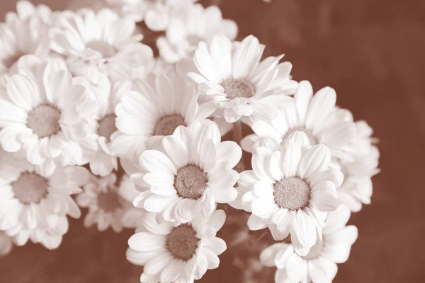 Fleur chrysanthème gros plan — Photo