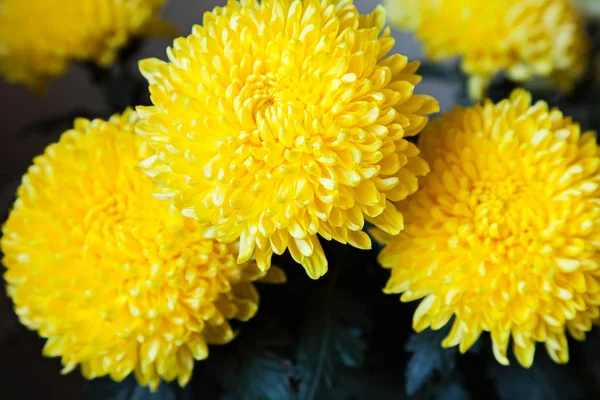 Closeup Χρυσάνθεμο λουλούδι — Φωτογραφία Αρχείου