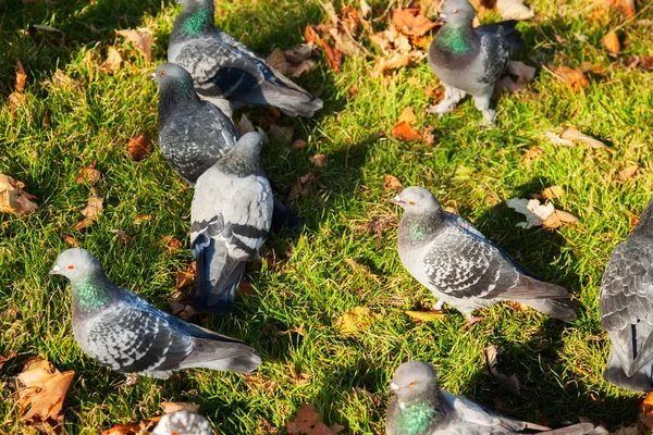 beautiful blue-gray doves on autumn meadow