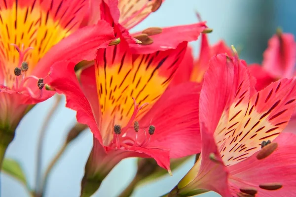 Дикі квіти орхідеї — стокове фото