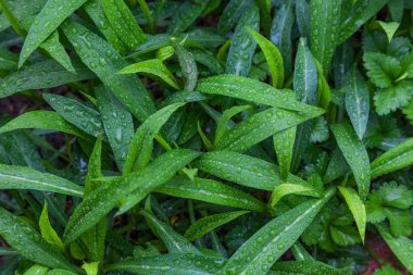 damla su bir yapraklarda