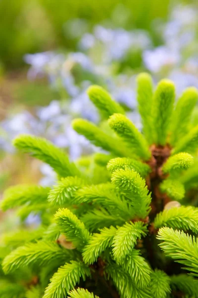 Brunch van groenblijvende boom — Stockfoto