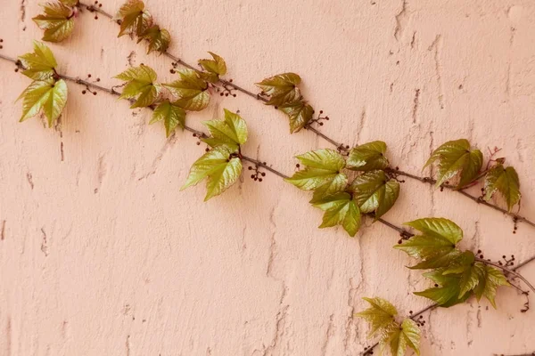 Branche de raisin décoratif — Photo