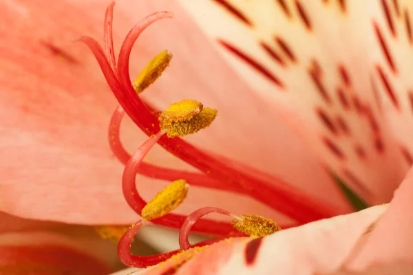 Bela flor vermelha Alstroemeria — Fotografia de Stock