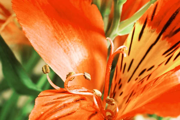 Belle fleur rouge Alstroemeria — Photo