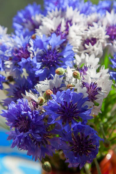 Bouquet de fleur de bleuet — Photo