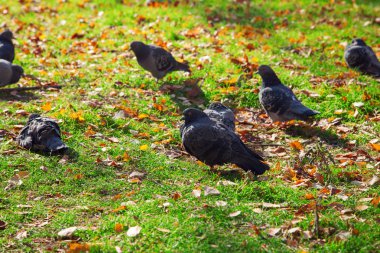 güzel mavi-gri güvercinler