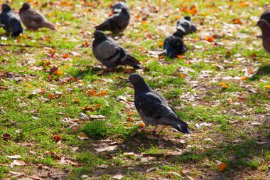 güzel mavi-gri güvercinler