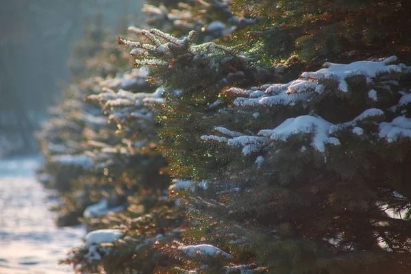 Cypresstre i snøen – stockfoto