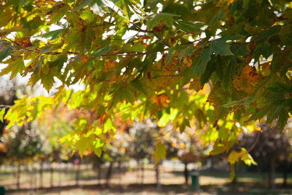 Дерево с жёлтыми листьями — стоковое фото