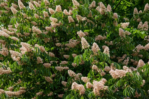 Chestnut  tree in blossom — Stock Photo, Image