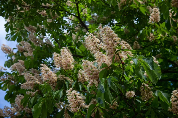 Chestnut  tree in blossom — Stock Photo, Image