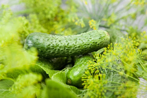 Cucumber with inflorescence dill — Stock Photo, Image