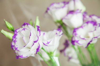çiçekler canlı lisianthus
