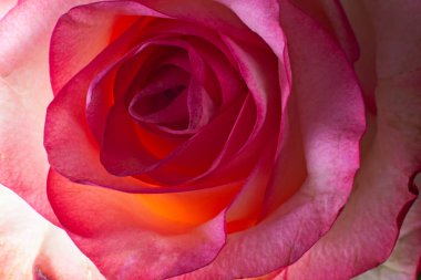  Kırmızı gül yakın plan.